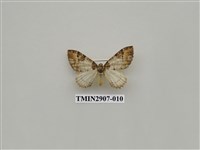 藏品(尺蛾718)的圖片